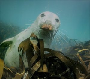 A seal peers out from some kelp