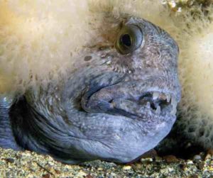 Wolffish poking its head out between two soft corals