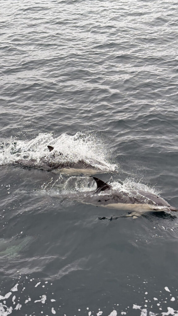 Dolphins from the surface