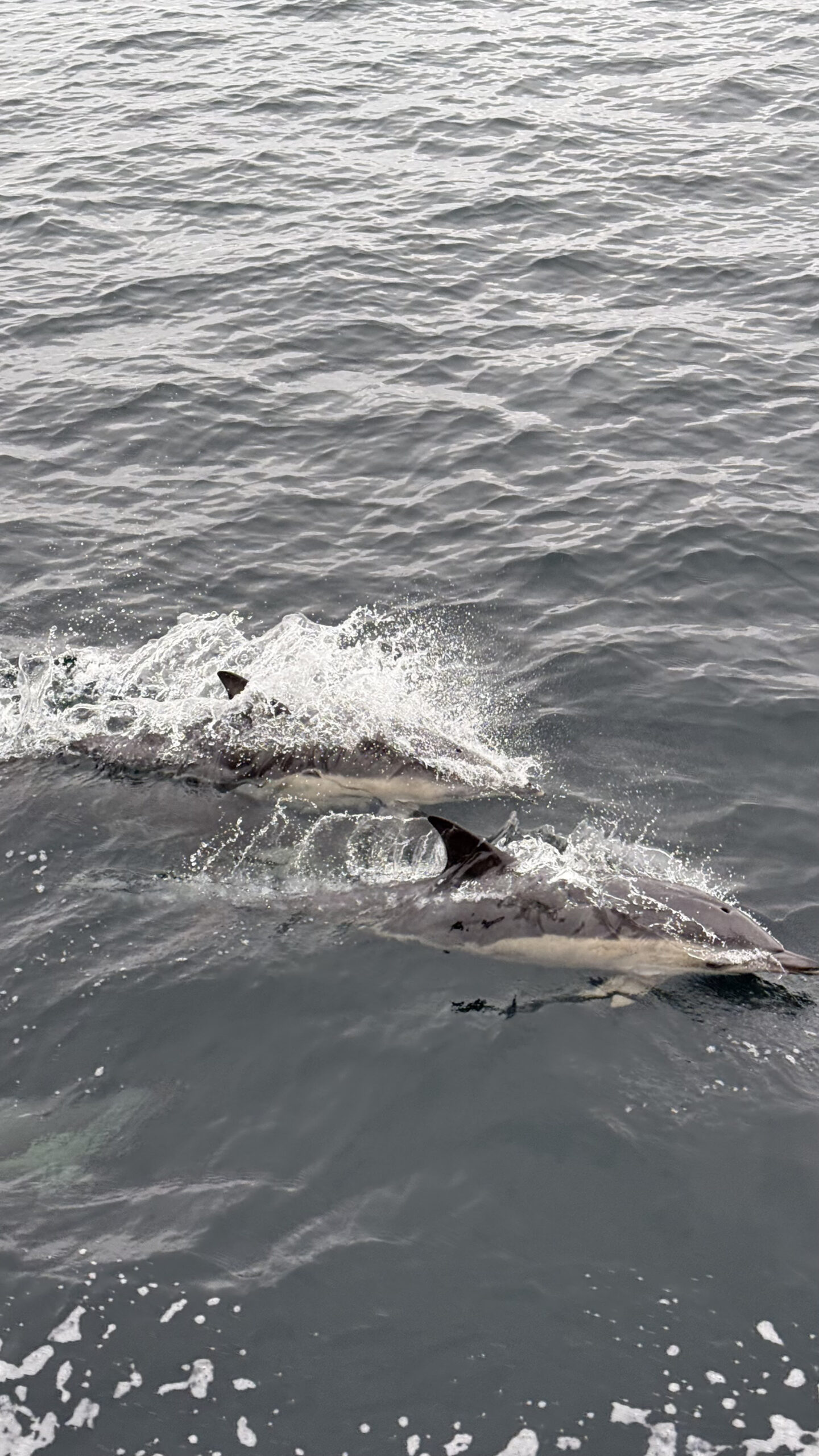 Dolphins from the surface