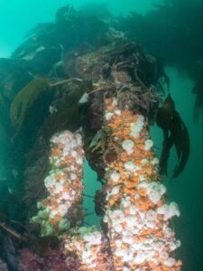 Rusted stern of the Rondo, with kelp and dead men's fingers anemone growing.