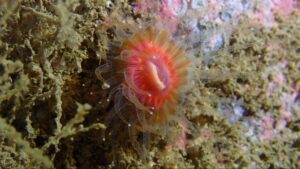 A small coral with transparent tentacles and a pink and orange centre