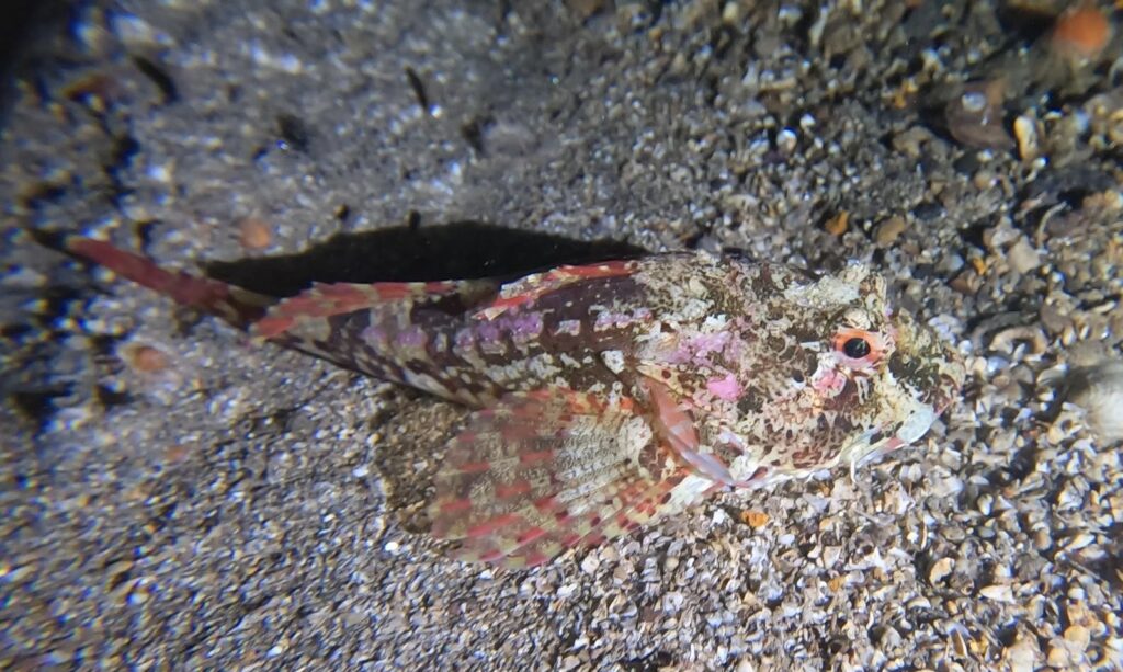 pink, brown, beige mottled scorpionfish