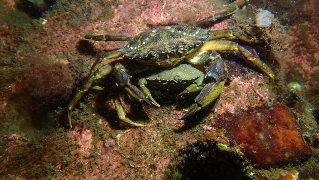 2 crabs in a burrow