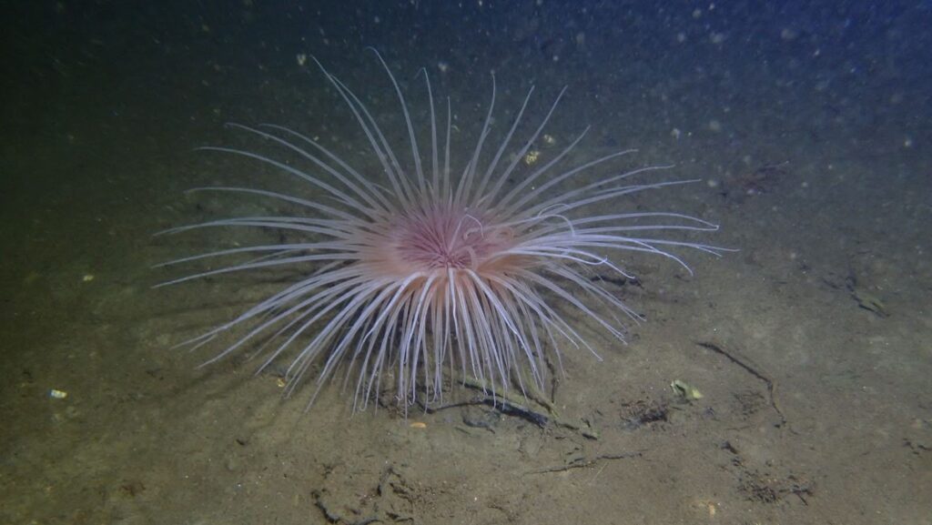 Fireworks anemone