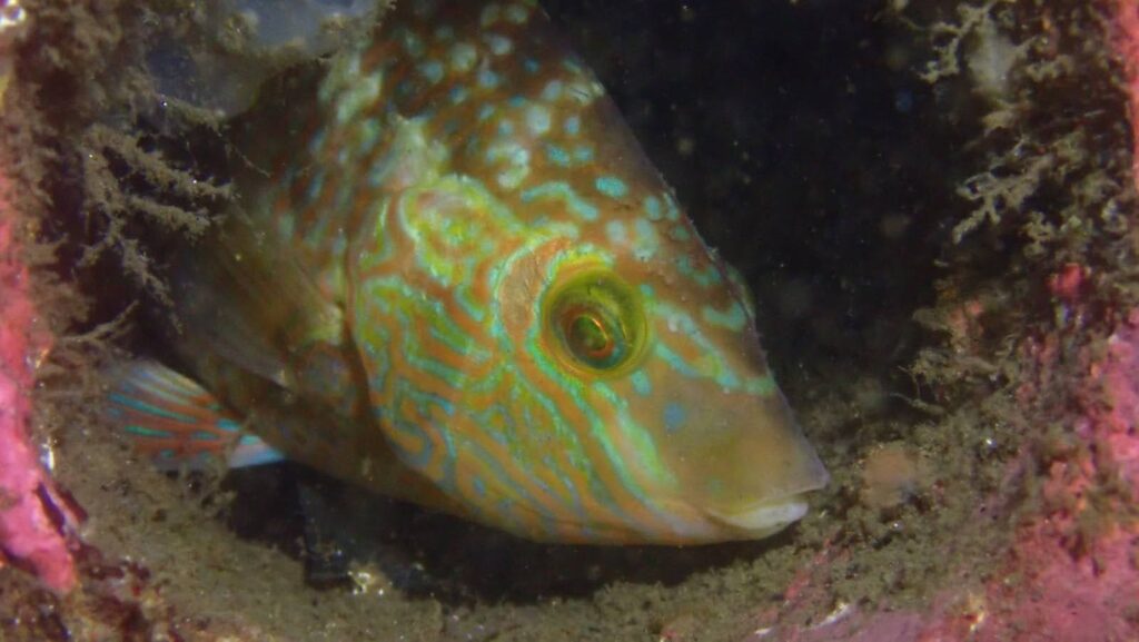 Wrasse