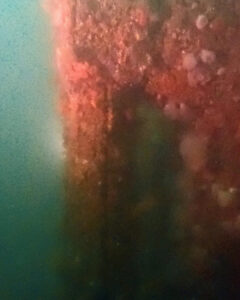 Marine life encrusting a wreck