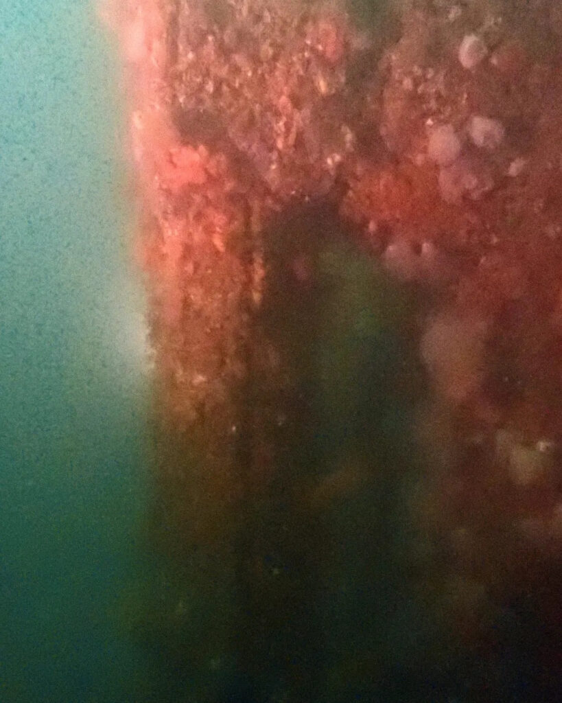 Marine life encrusting a wreck