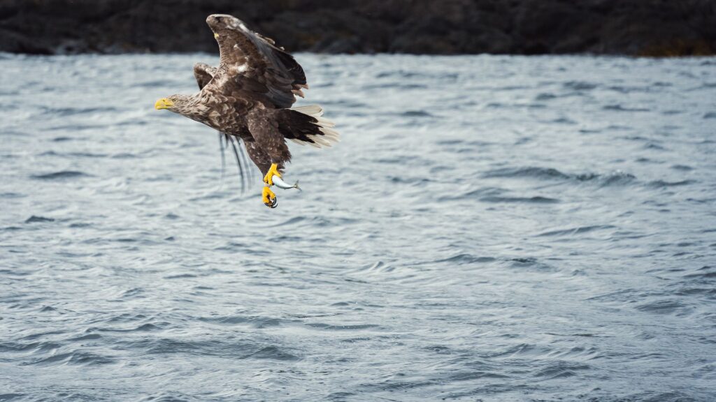 A brown and white sea eagle just above the surface of the water, with a small fish in its talon.